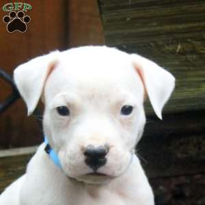Ruger, Dogo Argentino Puppy