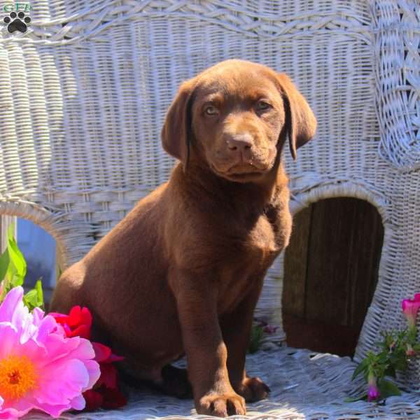 Russ, Chocolate Labrador Retriever Puppy