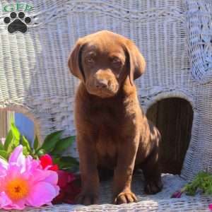 Russ, Chocolate Labrador Retriever Puppy