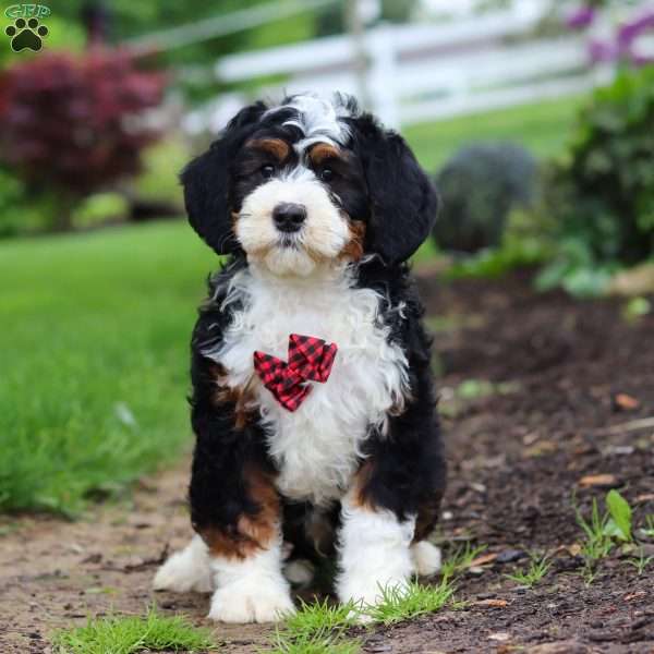 Russel, Mini Bernedoodle Puppy