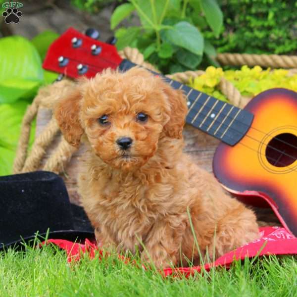 Rustler, Mini Goldendoodle Puppy