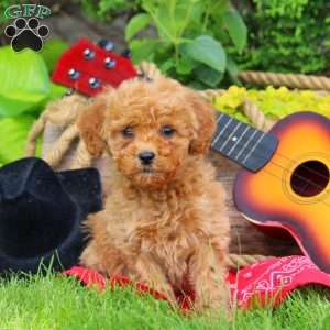 Rustler, Mini Goldendoodle Puppy