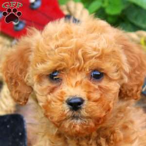 Rustler, Mini Goldendoodle Puppy