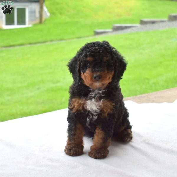 Rusty, Mini Bernedoodle Puppy