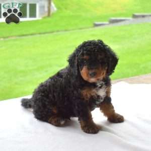 Rusty, Mini Bernedoodle Puppy