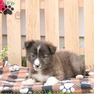 Rusty, Border Collie Mix Puppy