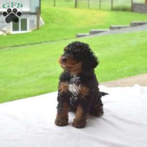 Rusty, Mini Bernedoodle Puppy