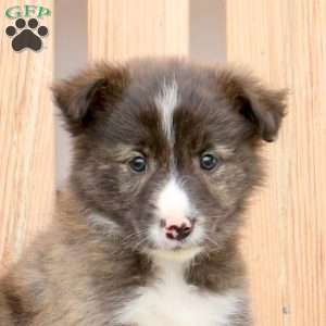 Rusty, Border Collie Mix Puppy