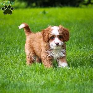 Rusty, Cavapoo Puppy