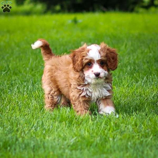Rusty, Cavapoo Puppy