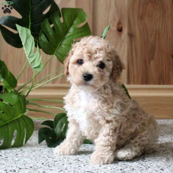 Rusty, Miniature Poodle Puppy