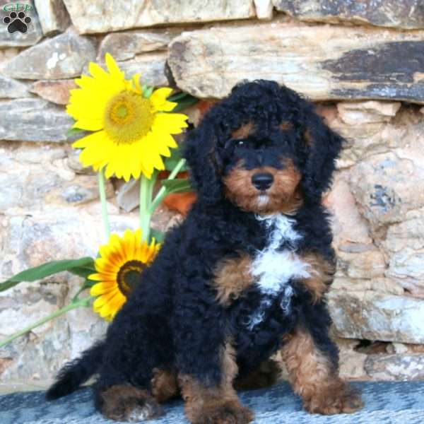 Rusty, Mini Bernedoodle Puppy