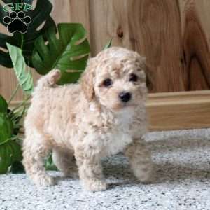 Rusty, Miniature Poodle Puppy