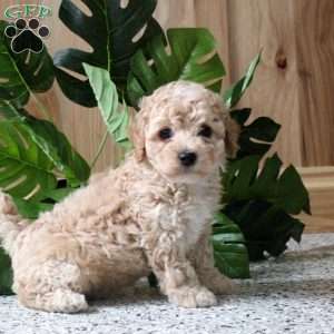 Rusty, Miniature Poodle Puppy