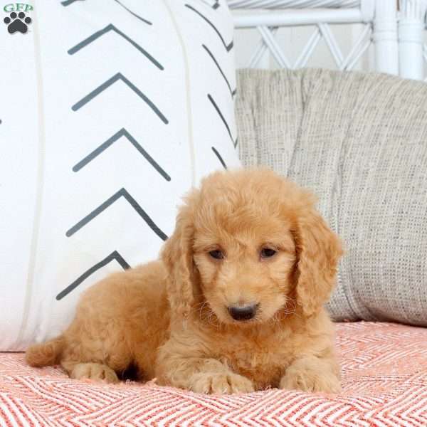 Ruth, Mini Goldendoodle Puppy