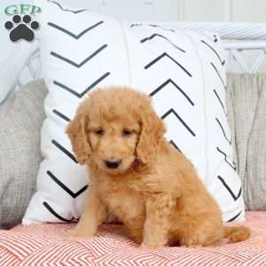 Ruth, Mini Goldendoodle Puppy