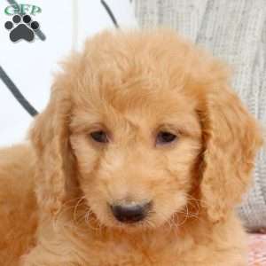 Ruth, Mini Goldendoodle Puppy