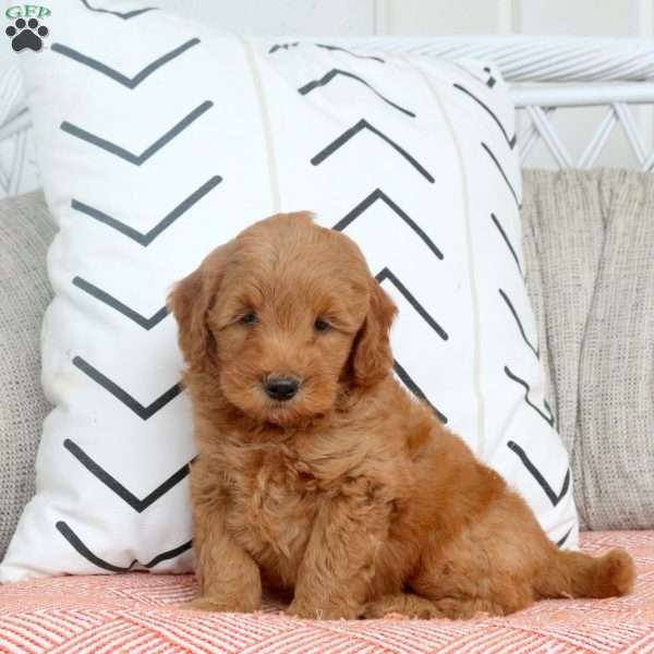 Ryan, Mini Goldendoodle Puppy