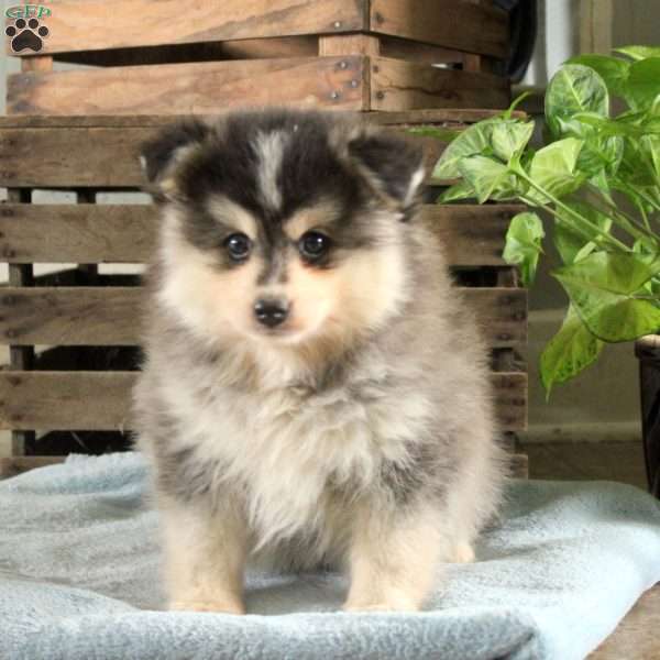 Ryan, Pomsky Puppy