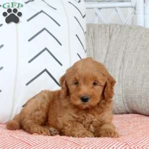 Ryan, Mini Goldendoodle Puppy