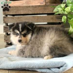 Ryan, Pomsky Puppy