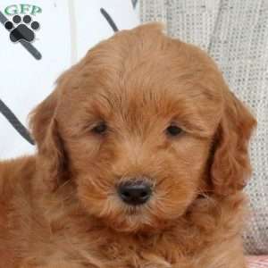Ryan, Mini Goldendoodle Puppy