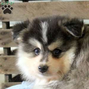 Ryan, Pomsky Puppy