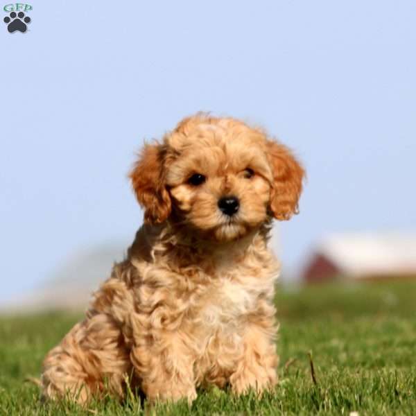 Ryan, Cavapoo Puppy