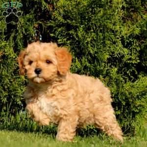 Ryan, Cavapoo Puppy