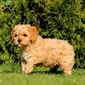 Ryan, Cavapoo Puppy
