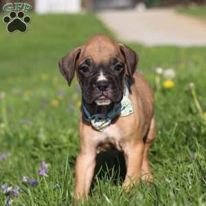Ryder, Boxer Puppy