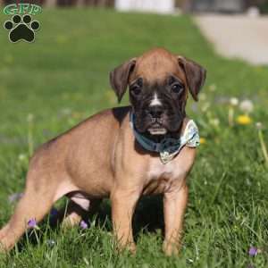 Ryder, Boxer Puppy