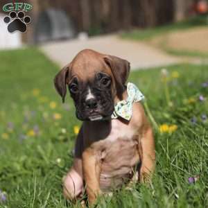 Ryder, Boxer Puppy