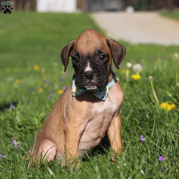 Ryder, Boxer Puppy
