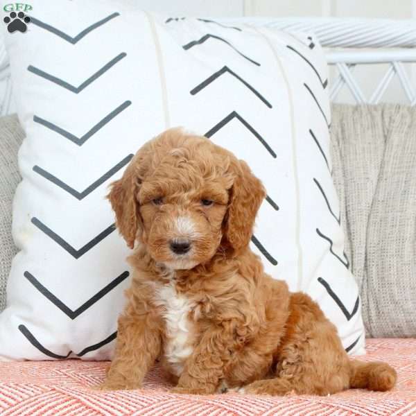 Ryder, Mini Goldendoodle Puppy