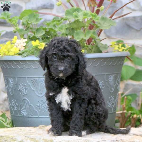 Rylan, Mini Bernedoodle Puppy