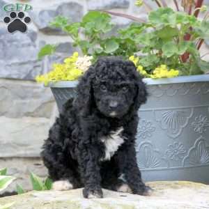 Rylan, Mini Bernedoodle Puppy