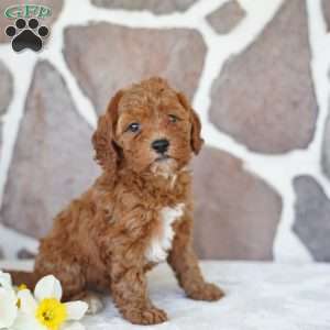 Emily, Miniature Poodle Puppy