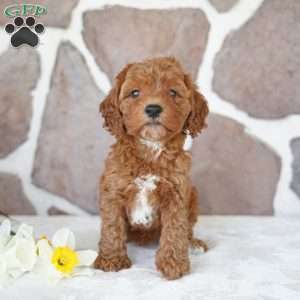Emily, Miniature Poodle Puppy