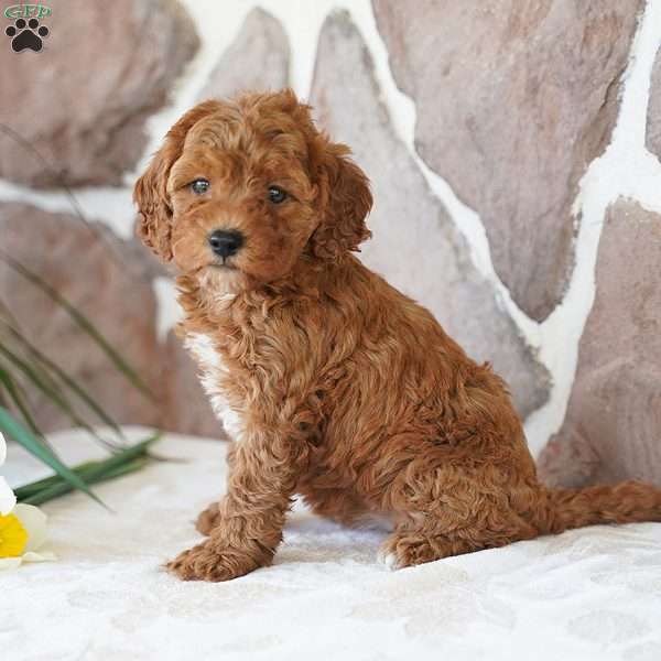 Emily, Miniature Poodle Puppy