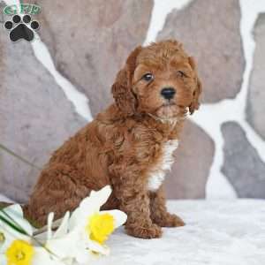 Emily, Miniature Poodle Puppy