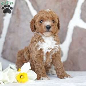 Ellen, Miniature Poodle Puppy
