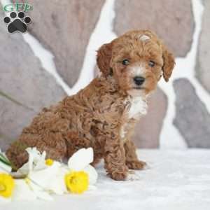 Ellen, Miniature Poodle Puppy