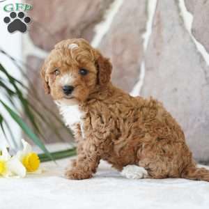 Ellen, Miniature Poodle Puppy