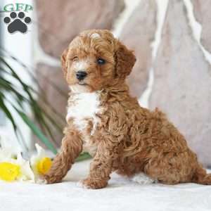 Ellen, Miniature Poodle Puppy