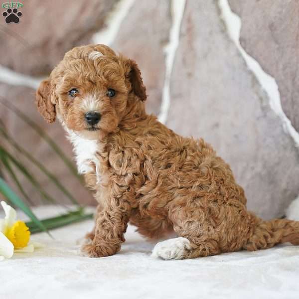 Ellen, Miniature Poodle Puppy
