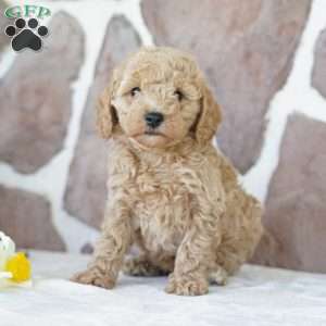 Elma, Miniature Poodle Puppy