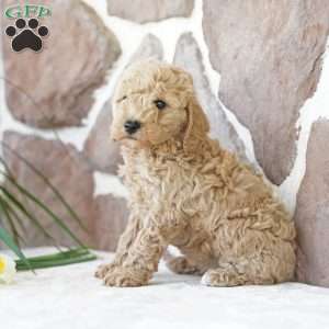 Elma, Miniature Poodle Puppy