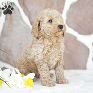 Elma, Miniature Poodle Puppy