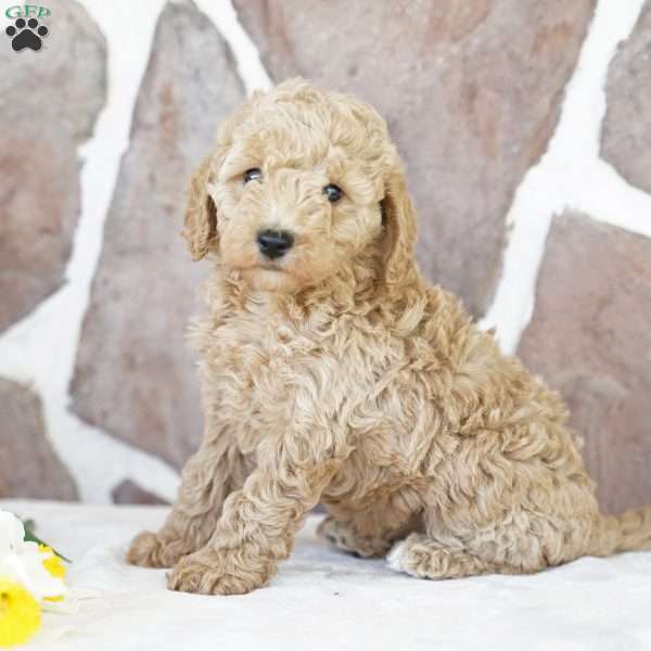 Elma, Miniature Poodle Puppy